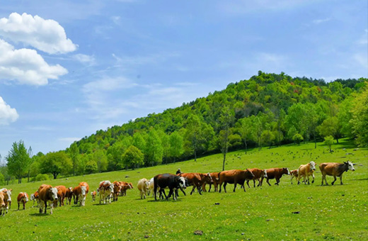 通辽畜牧搜索网